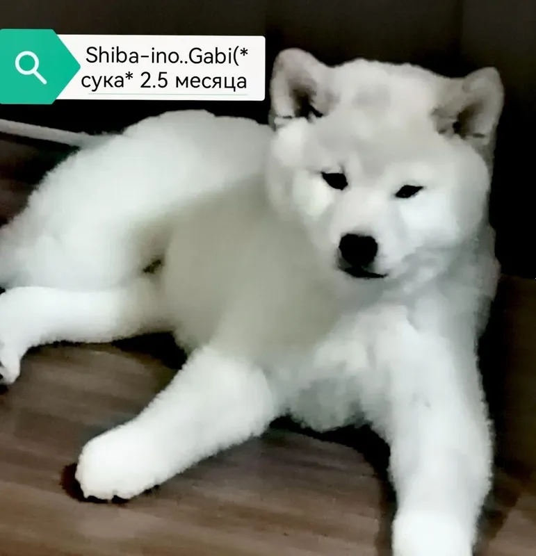 Продаются щенки Сибо-ино "Shiba-ino"