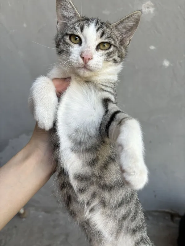 Mushukchalar mehrli qo’llarga beriladi.