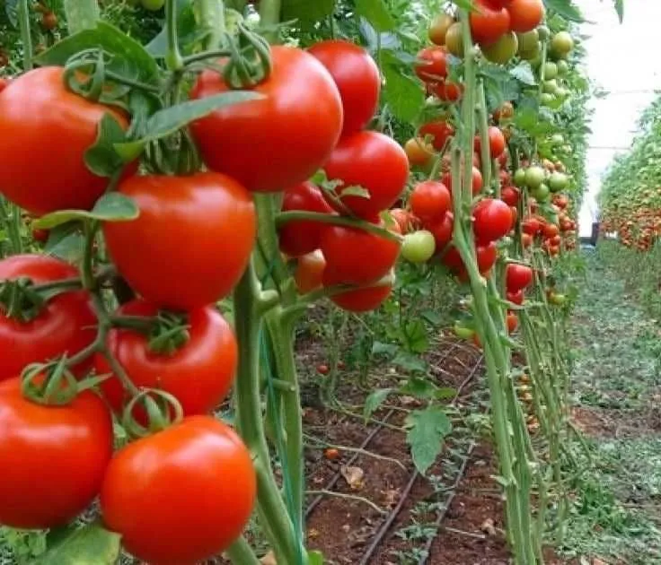 Uyda yetishtrilgan pomidor