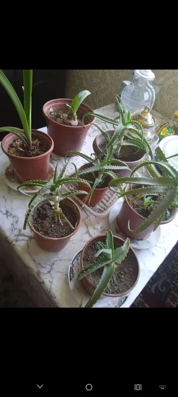 Xonaki gullar sotiladi