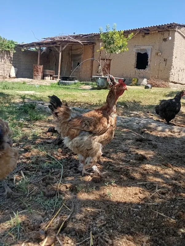 Sifatli xonaki va damashniy tovuq va xo'rozlar 1 Sifatli xonaki va damashniy tovuq va xo'rozlar 1