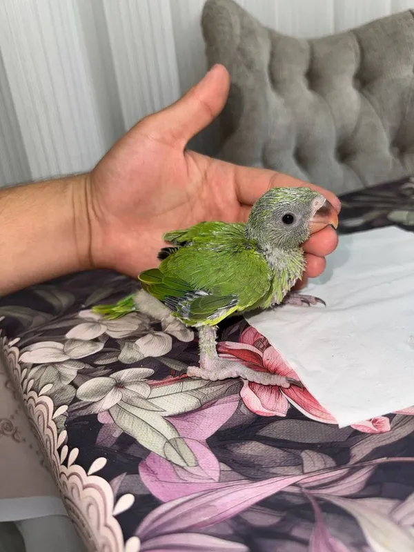Ajrella jojalar sotiladi. Ajrella jojalar sotiladi.