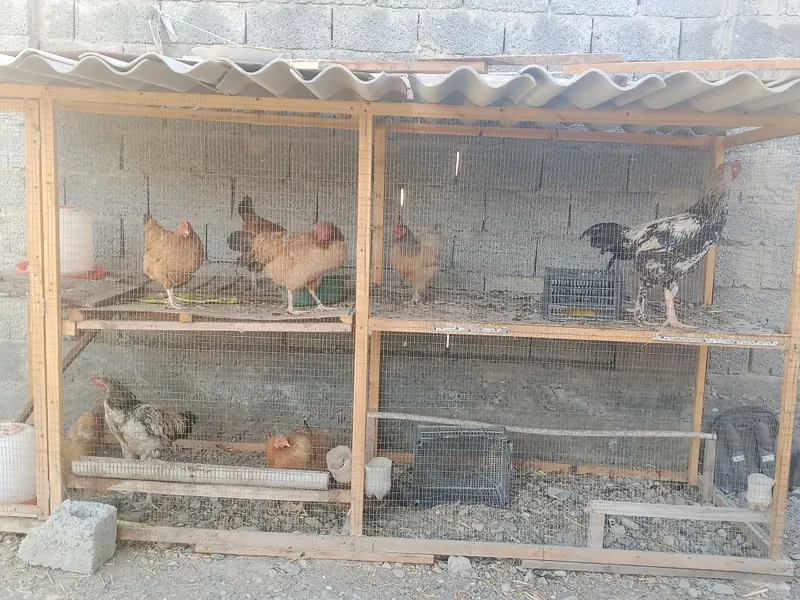 Tovuq va xoʻroz sotiladi 10ta katak va idishlarham 2