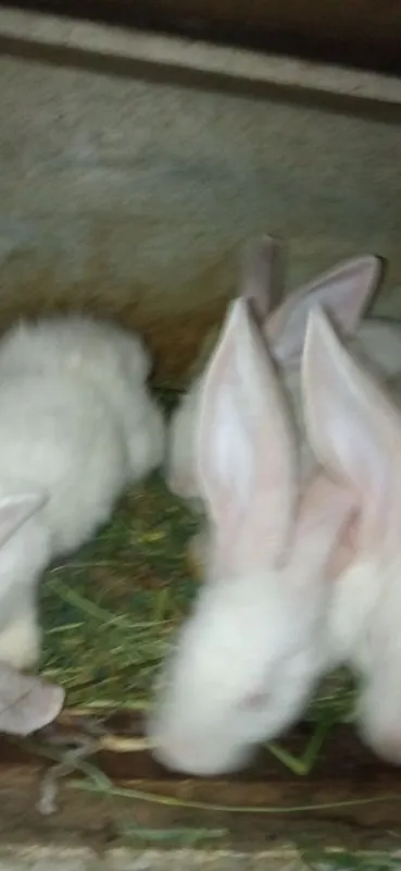 Quyon bolalari 2oylik 2 Quyon bolalari 2oylik 2