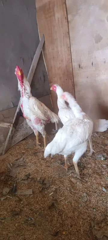 1+3 oqlar sotiladi