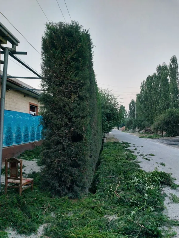 Archa va gullarga shakil berish xizmati — фото 1