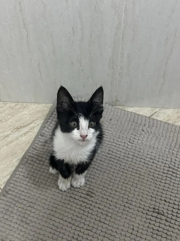 Котенок ищет дом 1 Котенок ищет дом 1