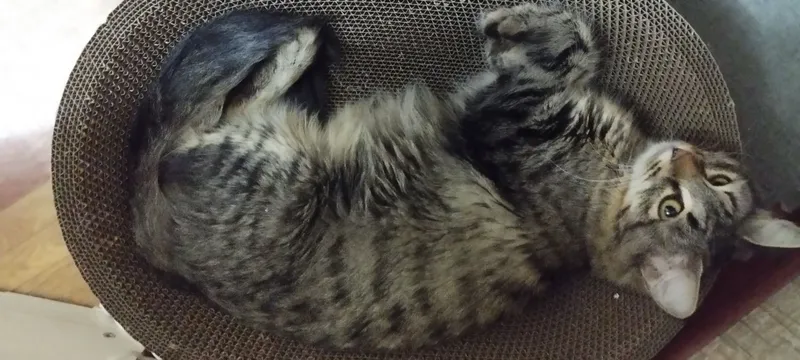 Кошка 1 Кошка 1