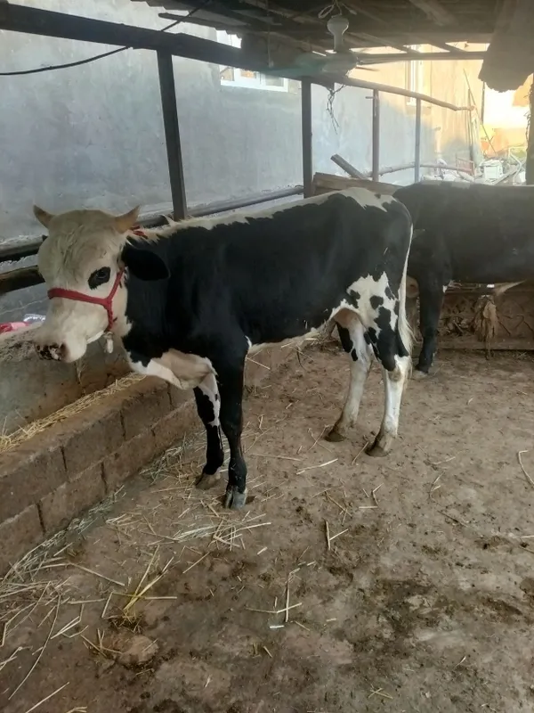 2 ta buqa sotiladi yoshiga tulgan 4