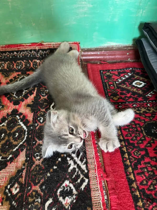 Котенок SCOTTISH FOLD 2 Котенок SCOTTISH FOLD 2