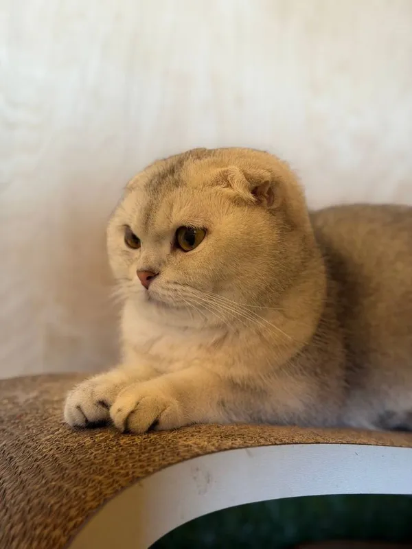 Продается пара котят муж жена для себя так и для вязки! — фото 2
