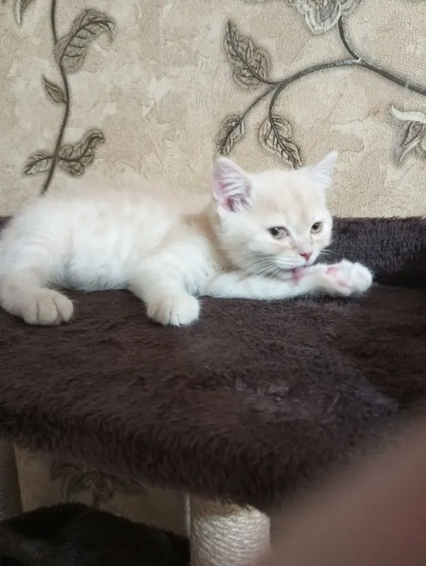 Шотландские котята.Цена договорная 800000. 3 Шотландские котята.Цена договорная 800000. 3