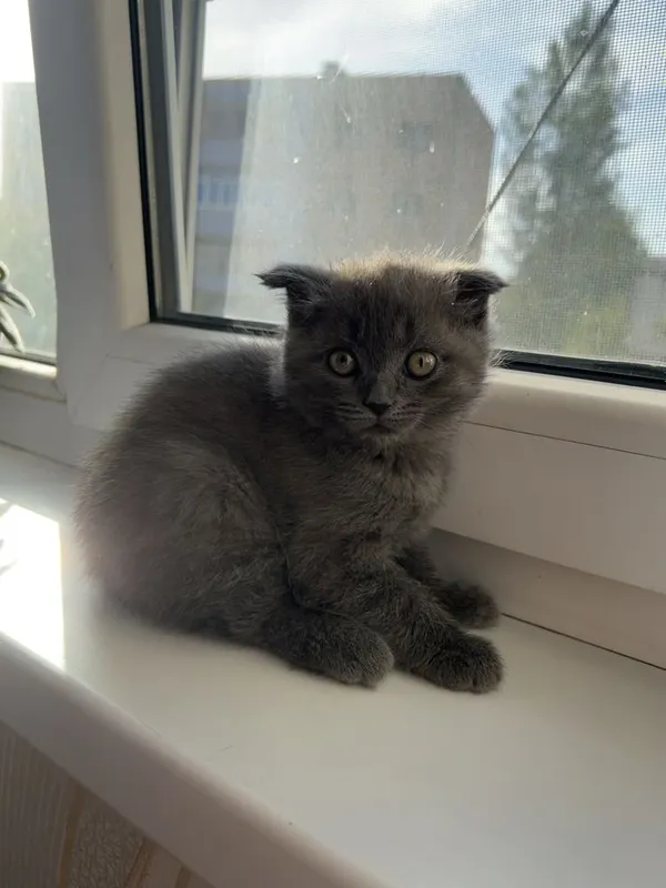 Котятя британские. — фото 2