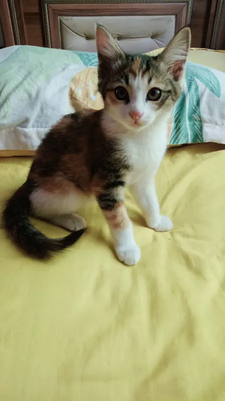 hadya qilinadi 2 hadya qilinadi 2