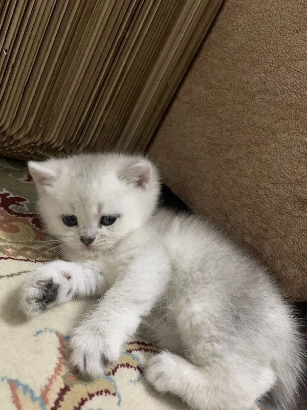 Вязка британского кота золотой шиншилы — фото 3