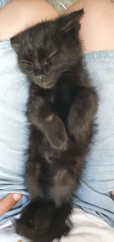mushug