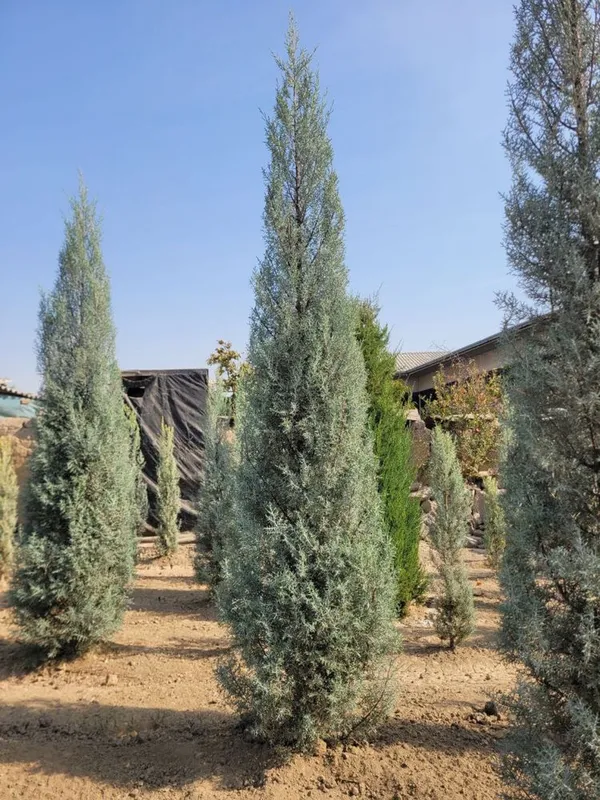 arizonski kiparis archa boyi 1.2 da 3.30 ga bor 50 $ dan boshlanadi — фото 4