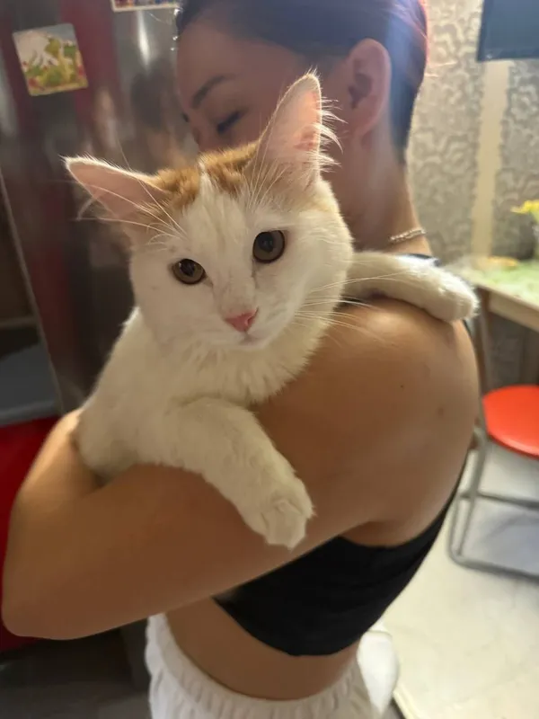 Ищем любящую семью для замечательного котика! 2