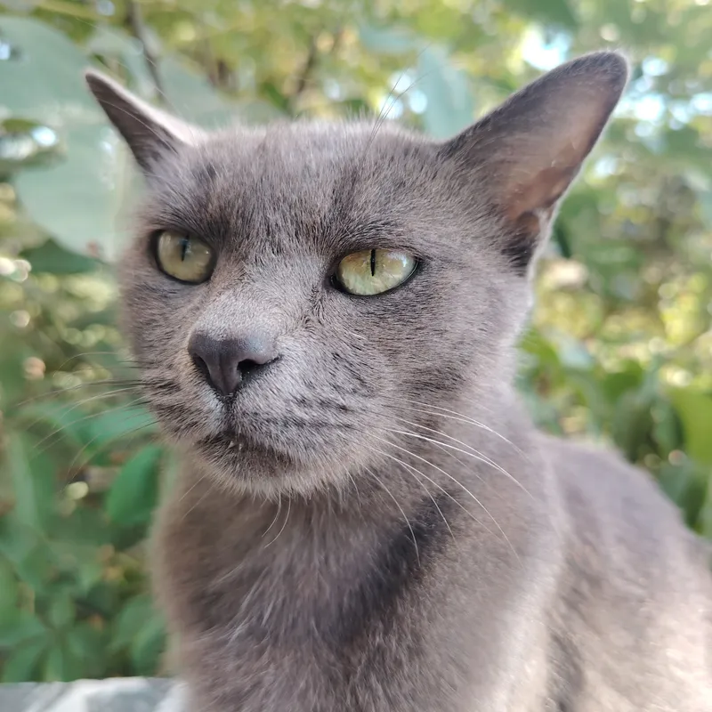 есть кошка, спокойная 2 есть кошка, спокойная 2