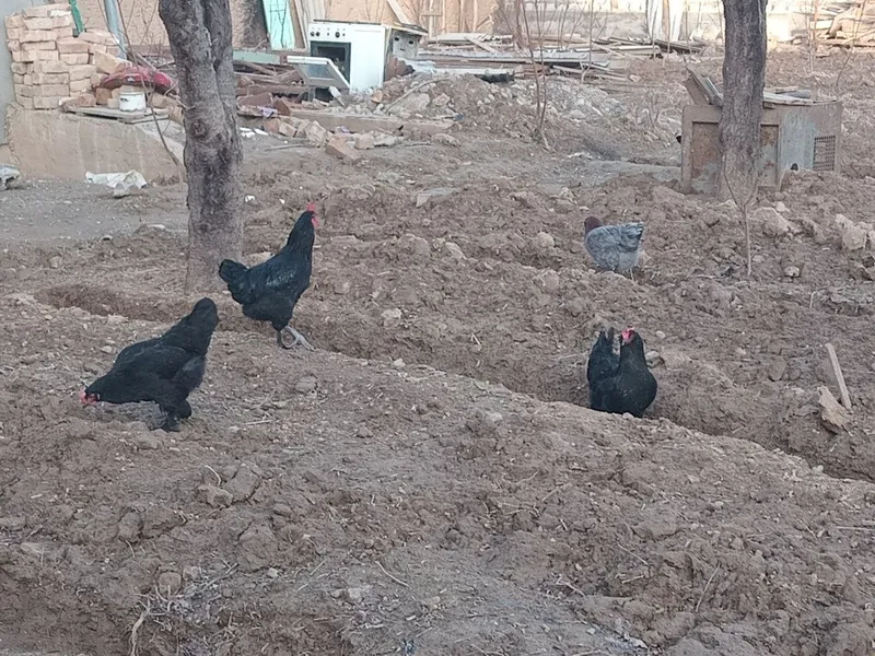 Хуроз сотилади уйники — фото 4