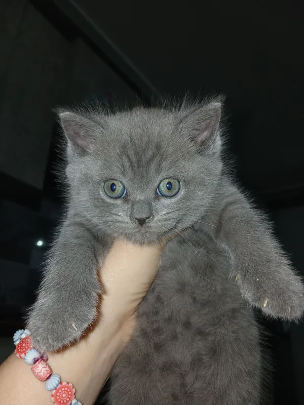 котята породы скоттиш-страйт