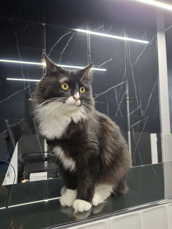 Котик мальчик кастрат 4 Котик мальчик кастрат 4