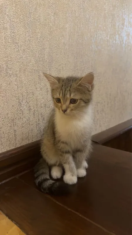 Котята 3 месяца , родились 1 апреля. Породистые. 4 Котята 3 месяца , родились 1 апреля. Породистые. 4