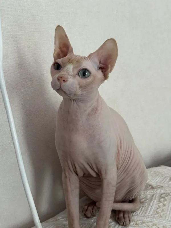 кошка сфинкс девочка 1