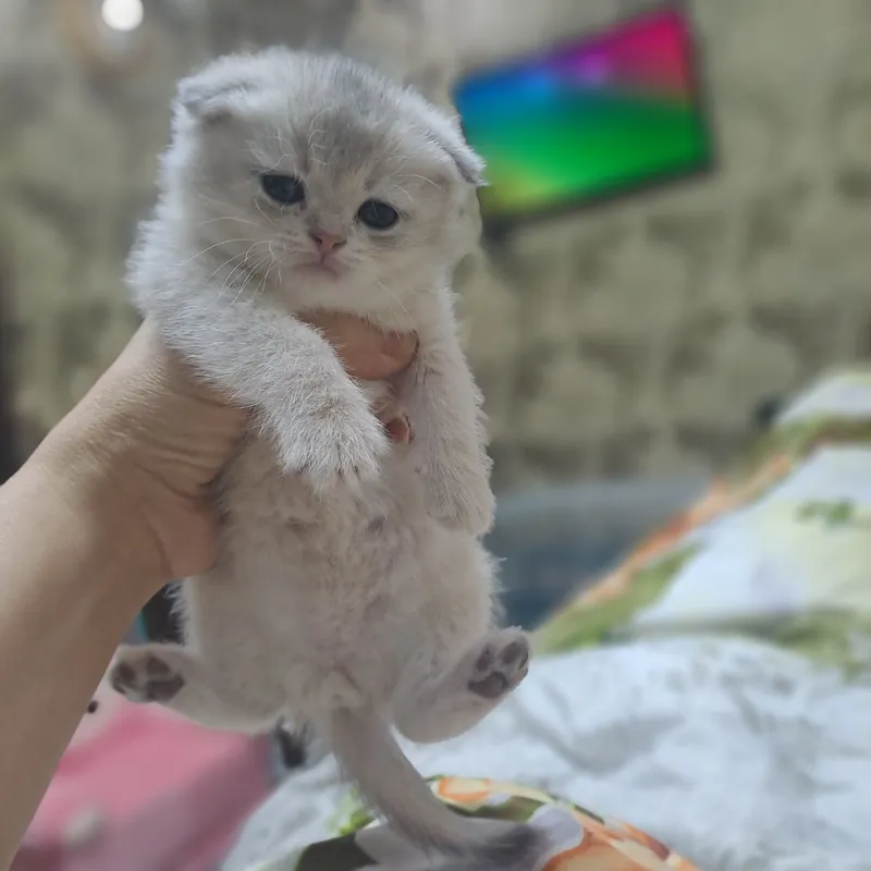 Котёнок от правильной вязки 2