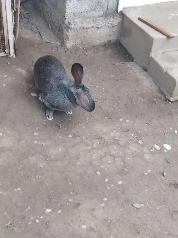 Quyon zotli kurka 2 Quyon zotli kurka 2