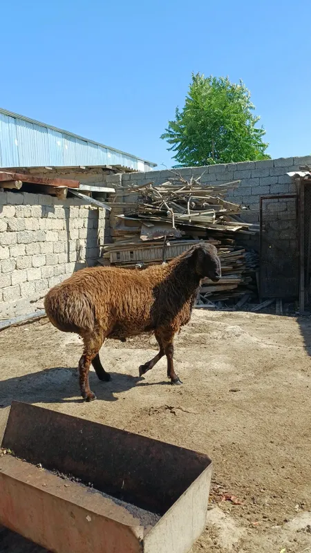 Кучкор сотилад 100 клограмгача опши весдаги кучкорлар бор — фото 2