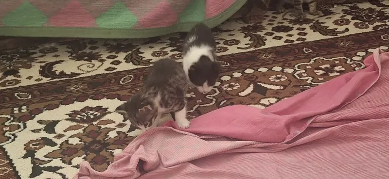 Котята отдам хороший руки — фото 1