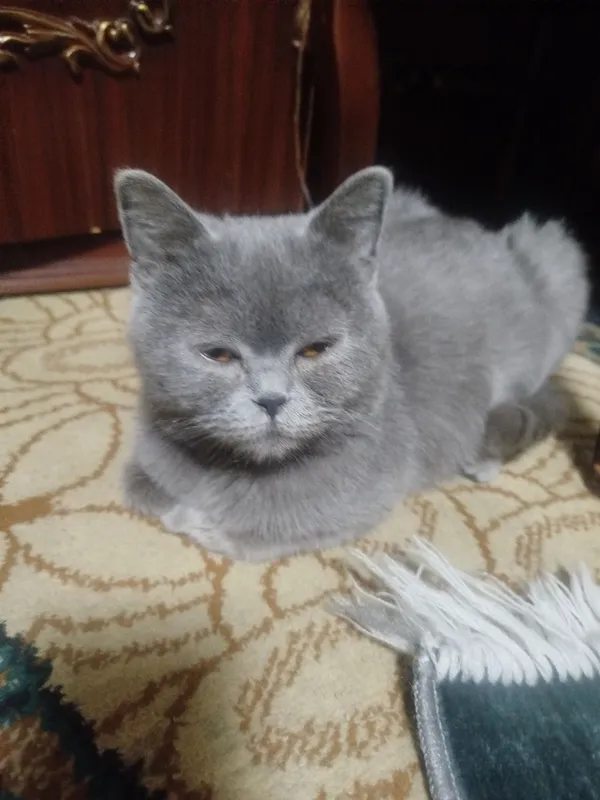 британский кошка — фото 2