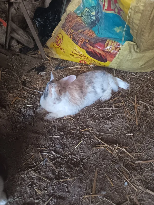 Quyon samkala sotladi 2 Quyon samkala sotladi 2