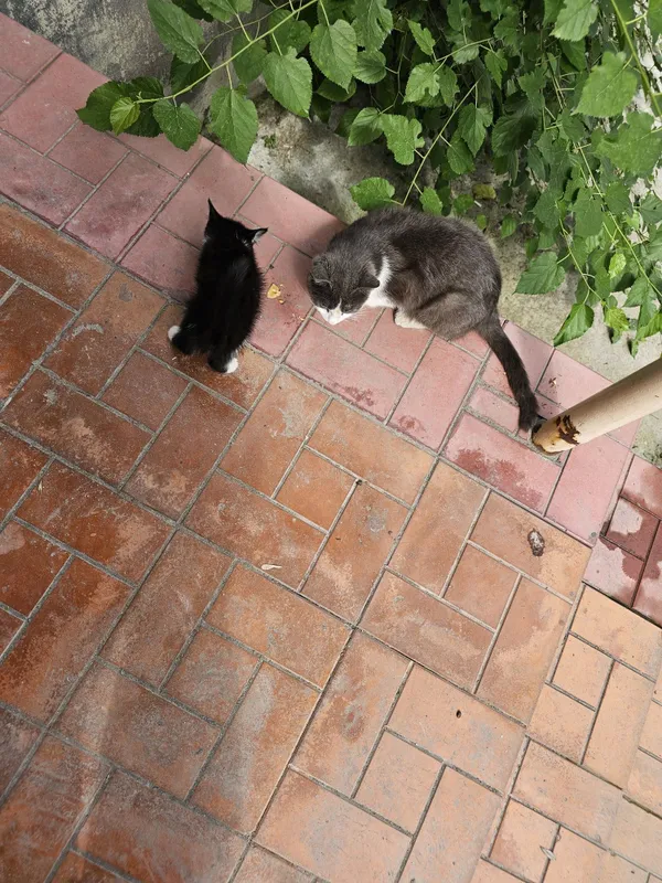 Мама с котятами в добрые руки! 1