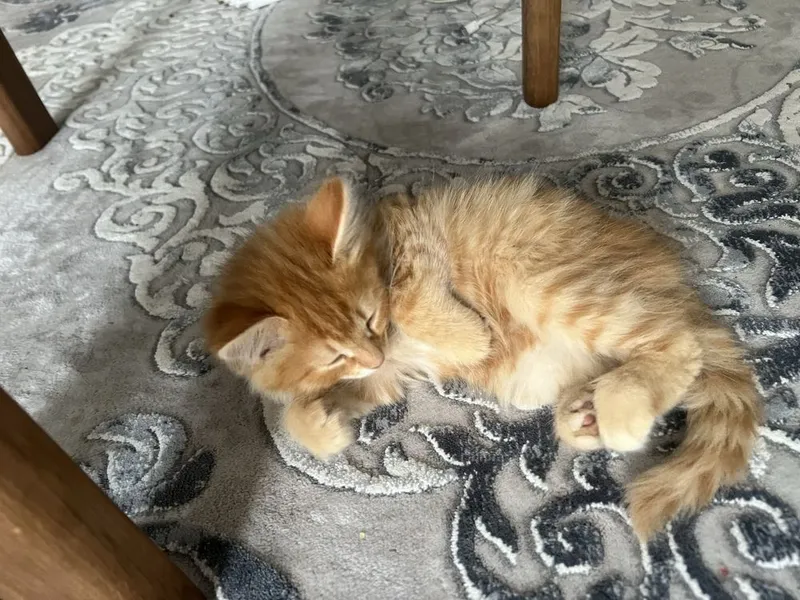 Котята 3 месяца, домашние — фото 2