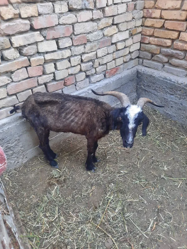 Echki sotiladi soglom