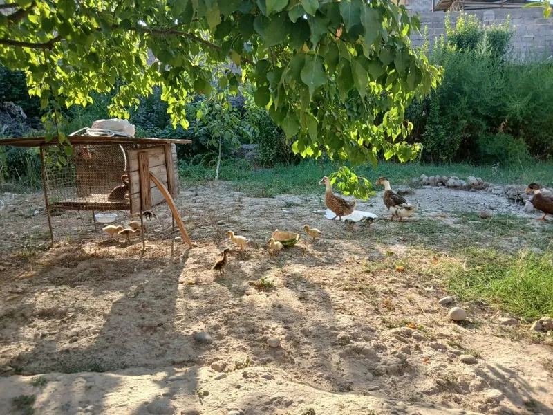Урдаклар сотилади 12. 13 та кичкина болалари бор 2та она урдак 7