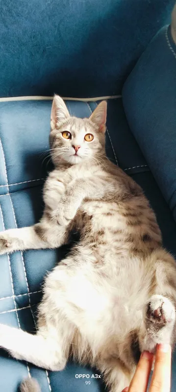 bepulga mushuk latog ini biladi — фото 1