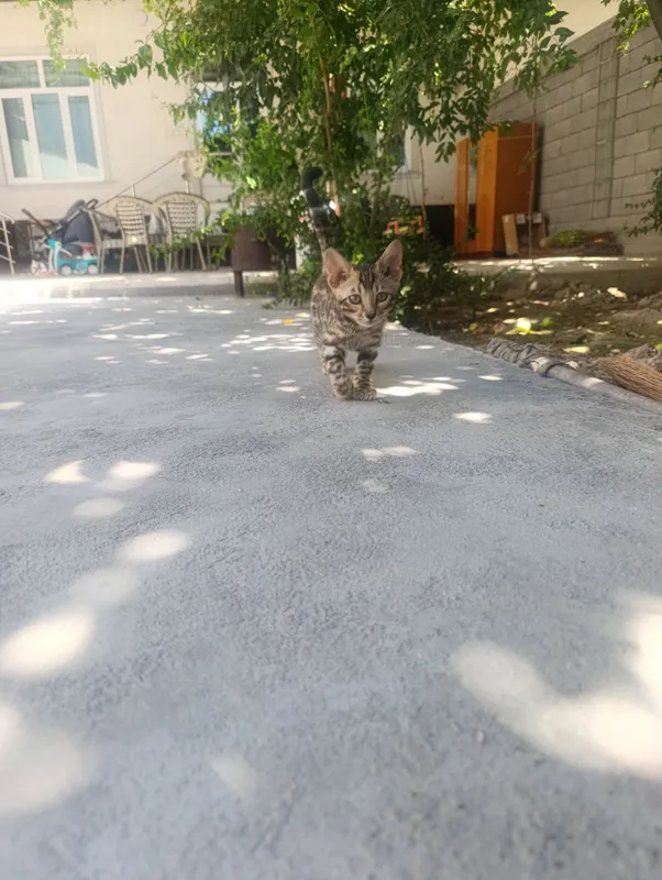 Кошка... порода — бенгальская, чистокровная 1