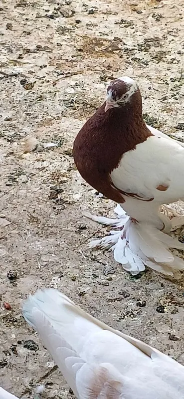 Kabtarla sotiladi soglom kasalmas 6 Kabtarla sotiladi soglom kasalmas 6