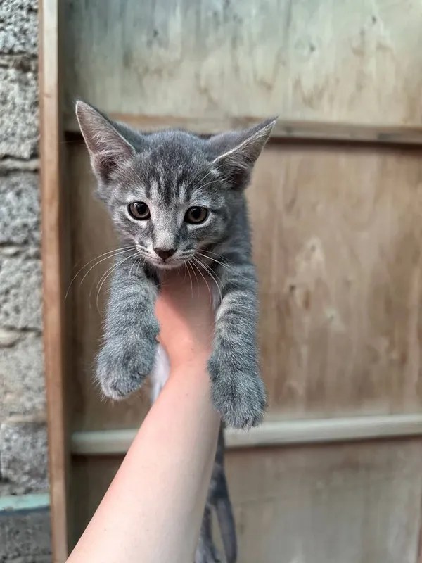 Отдам в хорошие руки 1
