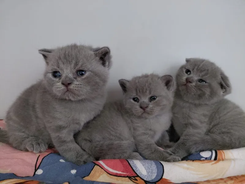 котята породистые хорошые