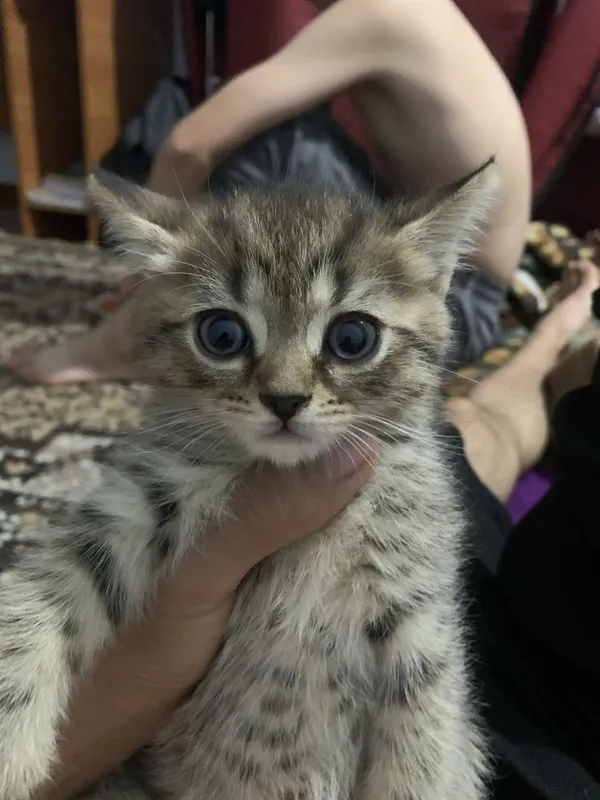 Mushuk sotiladi продаётса кошка