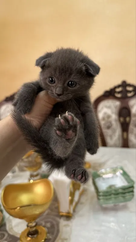 Продается котята скоттиш фолд