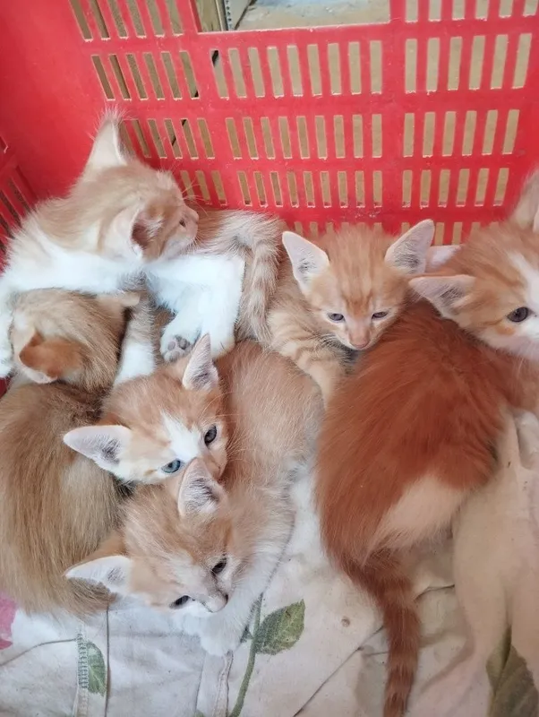 Pishik bollari yaxshi qoʻllarga beriladi 2