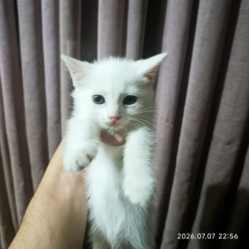 Отдам в добрые руки 4 котят! 3