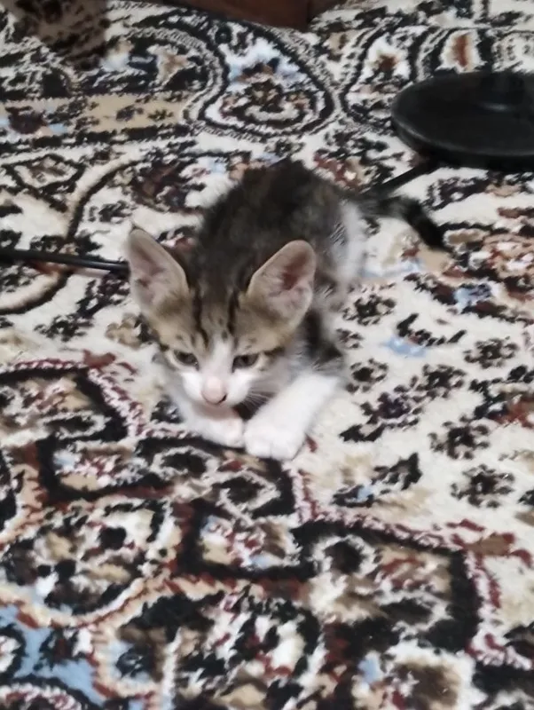 Mushuk bolasi sutdan chiqgan 2 ta bor 1 Mushuk bolasi sutdan chiqgan 2 ta bor 1