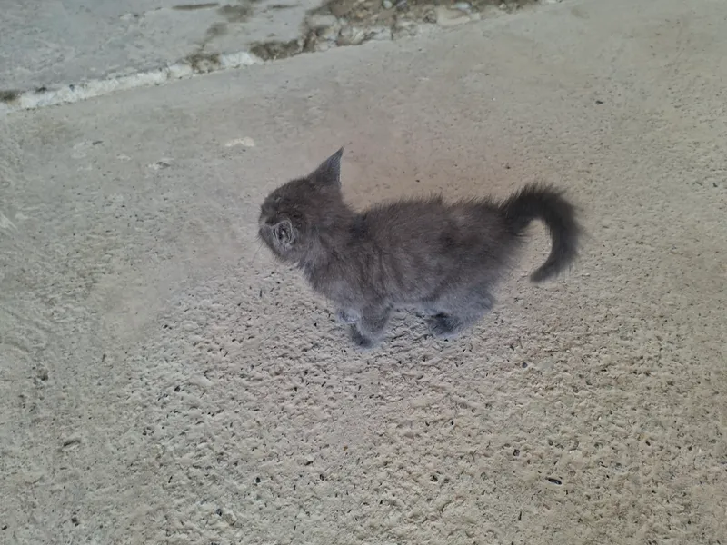 uy mushugi onasi tashab ketib qold — фото 1