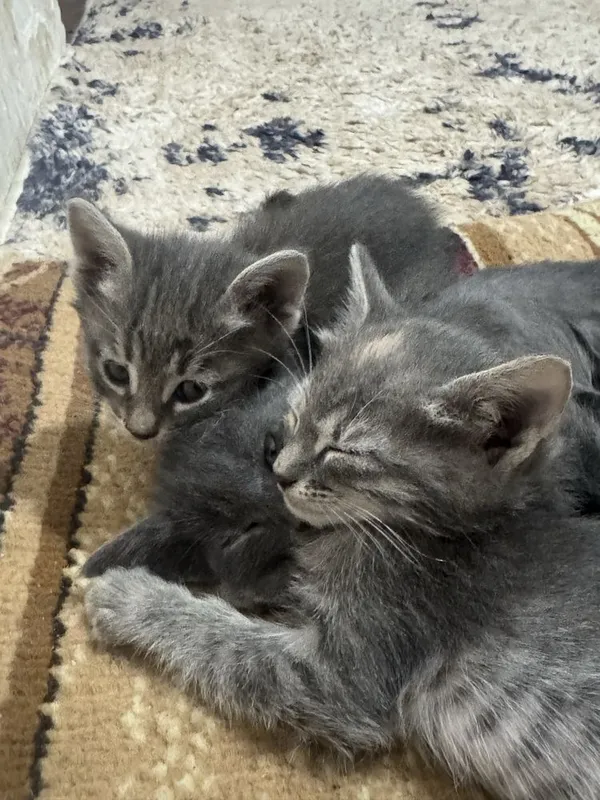 Котята 1,5 месячные! Приучены к лотку! Бесплатно! — фото 2 Котята 1,5 месячные! Приучены к лотку! Бесплатно! — фото 2